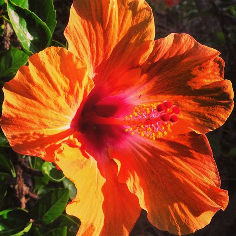 Adding them as accessories to outfits is not difficult at all. A vibrant summer-blooming orange hibiscus to start the ...
