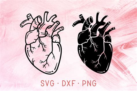 Anatomical Heart Svg Bundle Cricut Cut Files Real Human Heart Etsy My