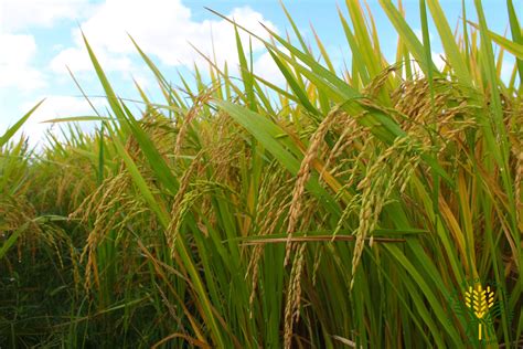 Promoting High Quality Rice Seeds Through Seedex