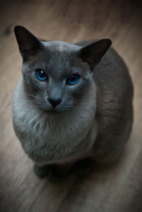 Lilac point siamese have the palest points. Blue Point Siamese Cat | en.wikipedia.org/wiki/Siamese ...