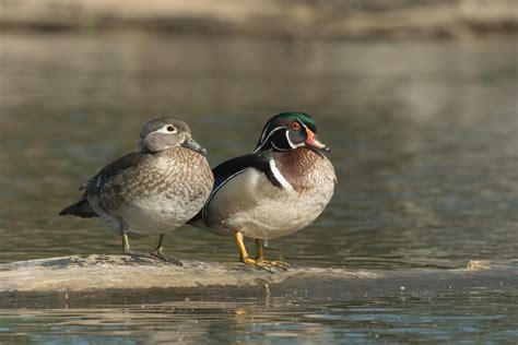 Wood duck — Ducks Unlimited Canada