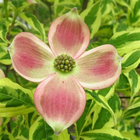 Grow it in usda zones 6 to 9. Variegated Stellar Pink® Dogwood | Pink dogwood, Spring ...
