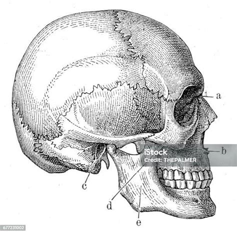Skull Anatomy Engraving 1857 Stock Illustration Download Image Now