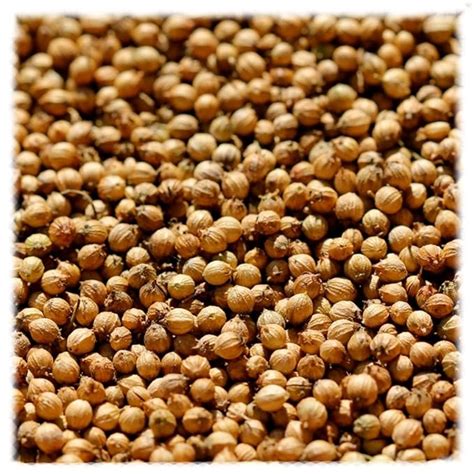 Coriander Seed 2 Lbs Grocery And Gourmet Food