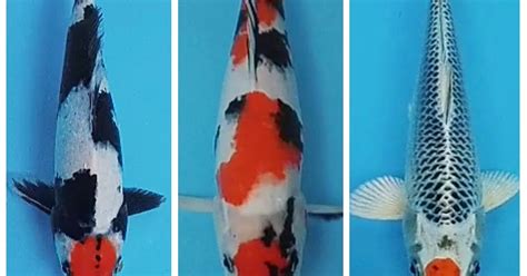 Films en vf ou vostfr et bien sûr en hd. Jual Ikan Koi