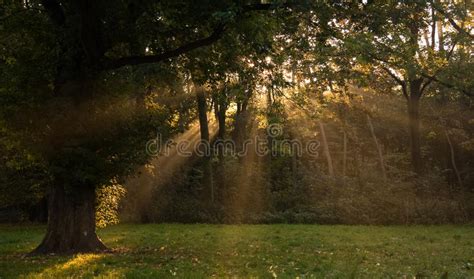 Early Morning With Sunlight Meadow Trees And Fog Nature Photo Stock