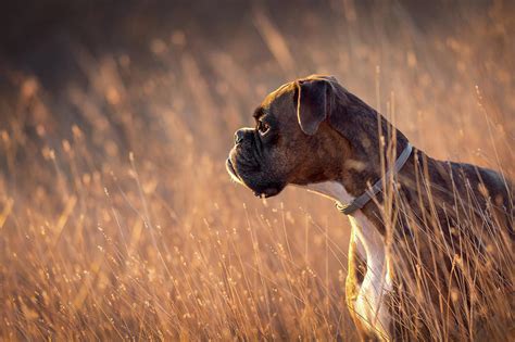 Boxer Dog In Golden Hour Photograph By Tamas Szarka Fine Art America