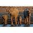 African Elephants Sleep The Least Of All Mammals  Travel Leisure