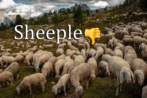 4 Ways To Tell If You Use The Word Sheeple Too Much Satirical Facts