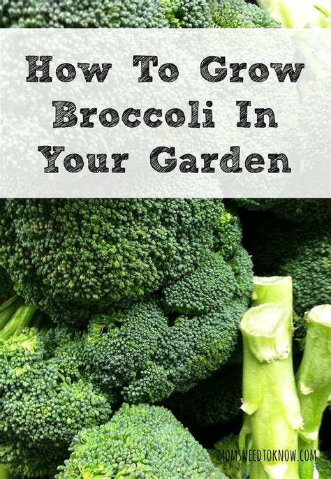 Gardening in a raised bed is all about maximizing productivity. 10 Most Popular Vegetables to Grow in Containers ...