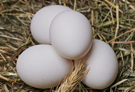 Austra White Hatching Eggs Hatchery Farm Store