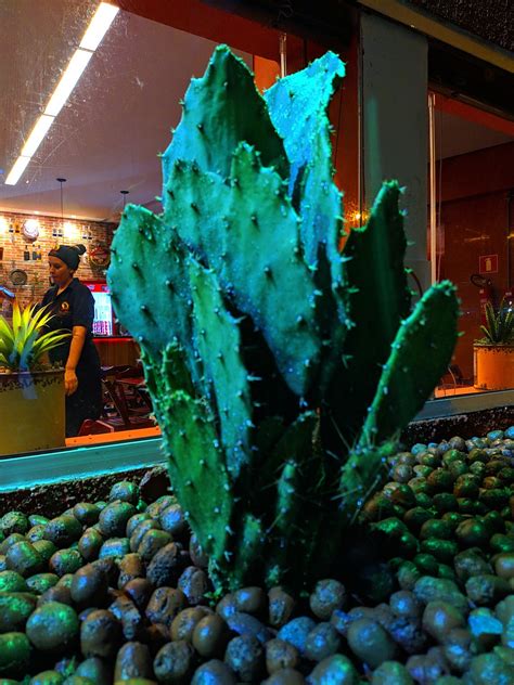 Cactus Naturaleza Verde Foto Gratis En Pixabay Pixabay