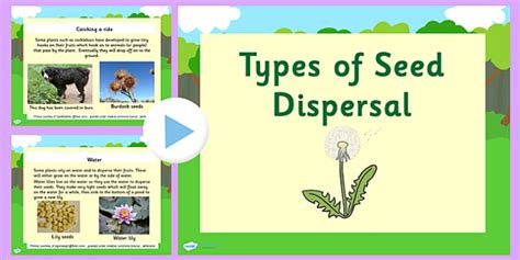 Types Of Seed Dispersal Powerpoint Seed Dispersal Seed