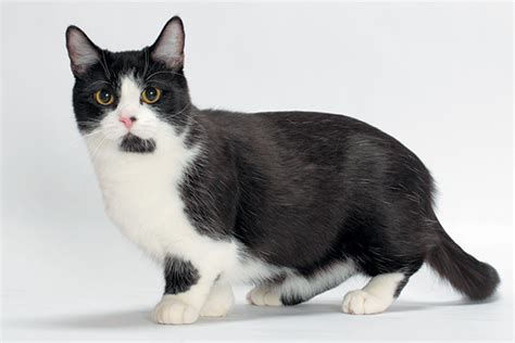 munchkin cat catster