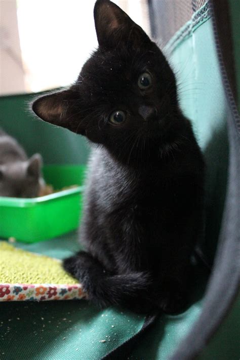 Siamese kittens for sale from siamese cat breeder in florida. 2 Beautiful Black Siamese-Cross Kittens | Bristol, Bristol ...