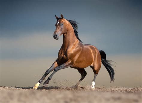 Arabian Horse Stock Photos Pictures And Royalty Free Images Istock