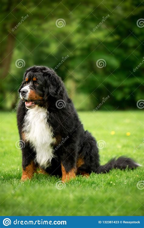 Funny Portrait Bernese Mountain Dog Sit On Grass Green