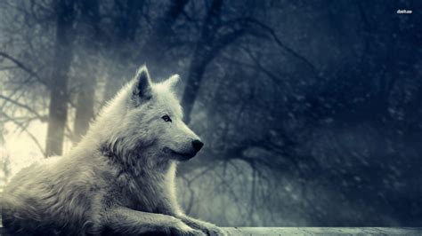 Arctic Wolf Wallpapers Top Free Arctic Wolf Backgrounds Wallpaperaccess