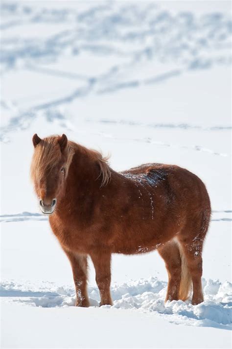 How Do Horses Survive In The Winter