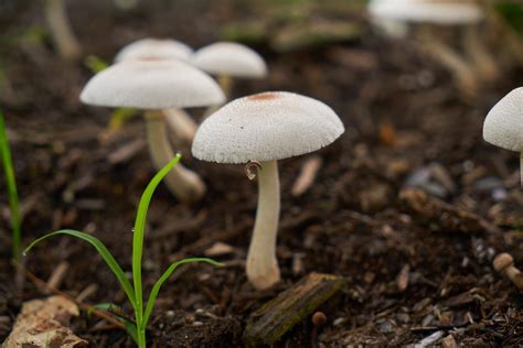 San Francisco Just Decriminalized Mushrooms And Other Plant Based