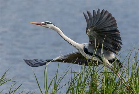 Vernon Chalmers Photography Grey Heron Taking Flight Table Bay Nature