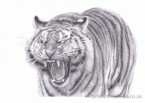 Original Pencil Drawing Of Bengal Tiger Roaring Wildlife Etsy