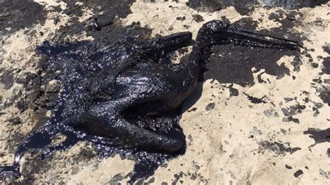 Photos California Oil Spill Has Deadly Effect On Wildlife Abc7 Los