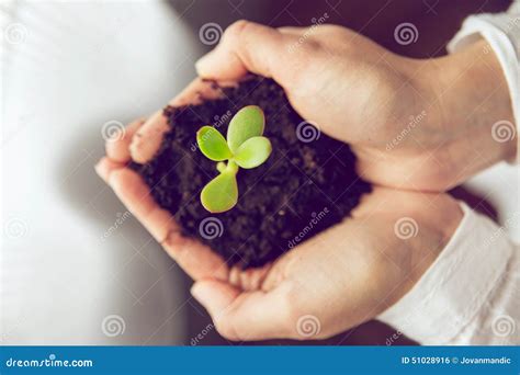Person Holding a Young Plant at Home Stock Photo - Image of dirt, grow