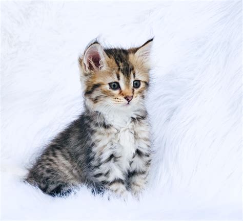 Siberian Kittens For Sale In Texas Kittens Available Now