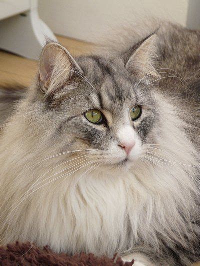 Blue Silver Tabby And White Norwegian Forest Cat
