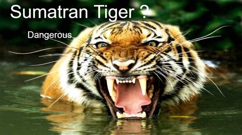 Top 5 Most Dangerous Tiger Part 2 Sumatran Tiger Animal Facts