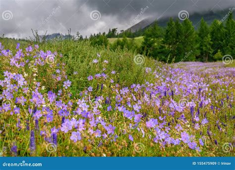Flowers Geranium Meadow Mountains Slope Cloudy Stock Image Image Of