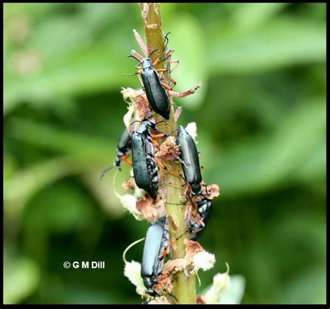 Blister Beetles Home And Garden Ipm From Cooperative Extension