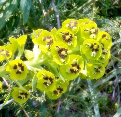 Meskipun demikian, beberapa spesies diakui merupakan tanaman asli daerah lain. Mengenal bunga euphorbia - BUDIDAYAKU