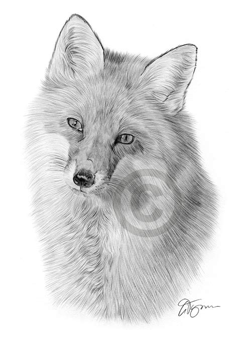 Pencil Drawing Of A Young Red Fox By Uk Artist Gary Tymon