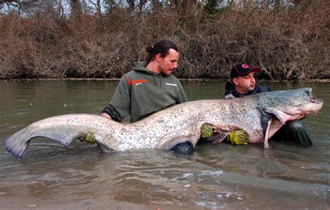 Daher zählen sie auch zu den fischen. Rekord-Wels aus der Kleinen Rhone - BLINKER