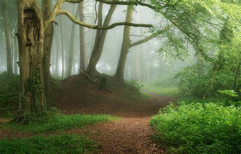 Free download Wallpaper forest fog photo path images for desktop ...