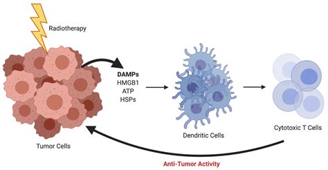 Ijms Free Full Text Combined Radionuclide Therapy And Immunotherapy