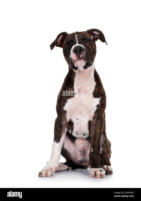 Brindle Staffordshire Hi Res Stock Photography And Images Alamy