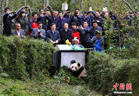 Panda Xue Xue Released To Wild Cn