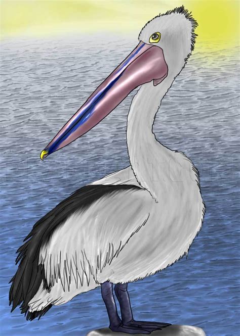 How To Draw A Pelican Step By Step Drawing Guide By Dawn Dragoart