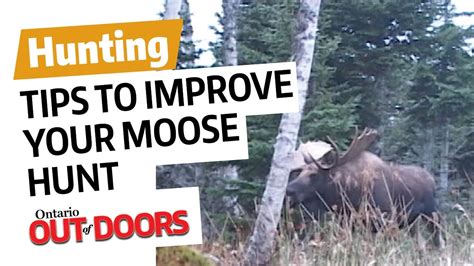 Tips To Improve Your Moose Hunt Youtube