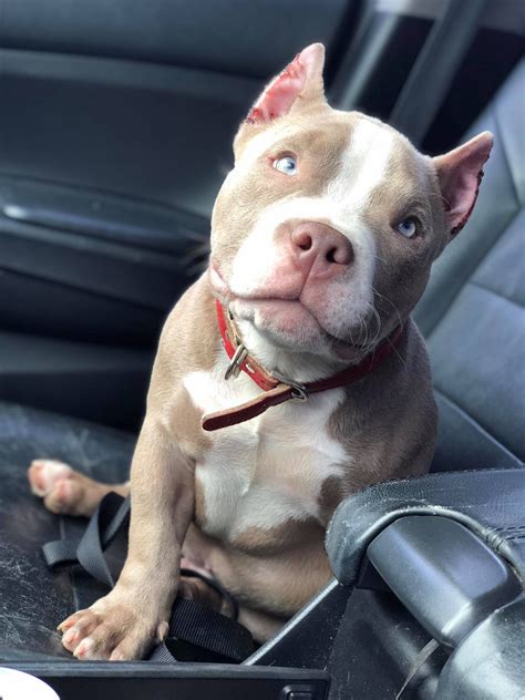 That's what makes venom special. LILAC "CHAMPAGNE" POCKET AMERICAN BULLY PUPPIES AVAILABLE ...