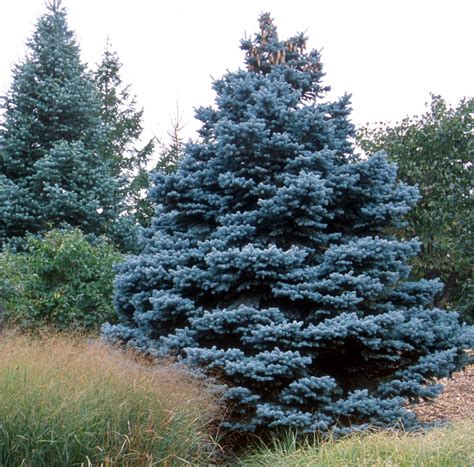 Colorado Blue Spruce 10 Pack York County Conservation District
