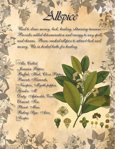 Book Of Shadows Herb Grimoire Allspice By Conigma On Deviantart