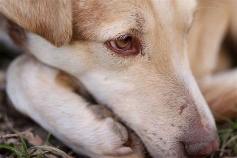 8 Helpful Anxiety Remedies For Dogs Canine Weekly