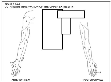 Cutaneous Innervation Of The Upper Extremity Diagram Quizlet