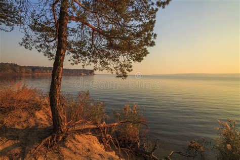 Lonely Pine Tree On The Shore Of A Lake Stock Photo Image Of Clear