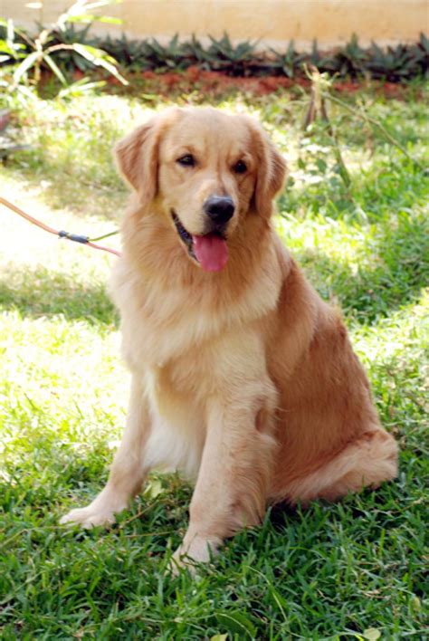 Mum is our family pet and has a lovely temperament, puppies are reared in the family home and are well socialised with children, adults, and other dogs, puppies will be vet checked, wormed at 2 weekly. Golden Retriever Puppies for Sale(Barath Kumar Ravi 1)(913 ...