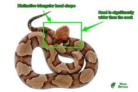 5 Ways To Identify A Baby Copperhead With Pictures More Reptiles